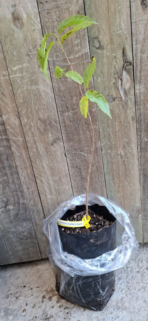 Yellow Custard Apple Tree - 4,5l
