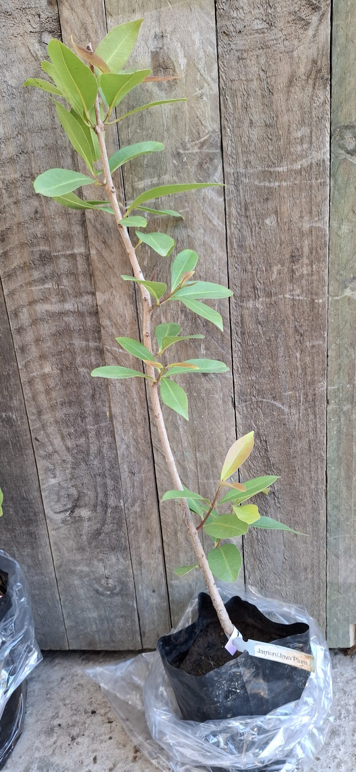 Java / Jamin Plum Tree 4,5L - Image 2