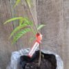 1000372056-scaled.jpg Red Custard Apple Tree - 4,5l