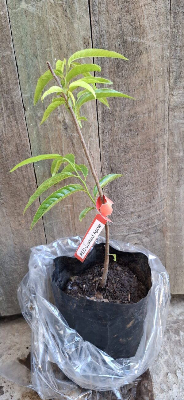 1000372056-scaled.jpg Red Custard Apple Tree - 4,5l