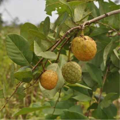 Yellow Custard Apple Tree  4,5l  The Plant Lady