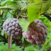 1000372120.png Red Custard Apple Tree - 4,5l