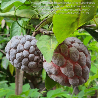 Red Custard Apple Tree – 4,5l Red Custard Apple Tree – 4,5l