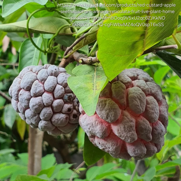 1000372120.png Red Custard Apple Tree - 4,5l