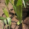 1000372121.jpg Dwarf Malayan Coconut 6L