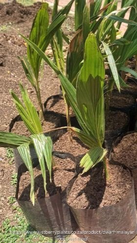 Dwarf Malayan Coconut 6L - Image 2