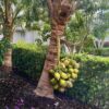 1000372131.jpg Dwarf Malayan Coconut 6L