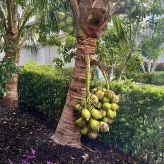 Dwarf Malayan Coconut 6L Dwarf Malayan Coconut 6L