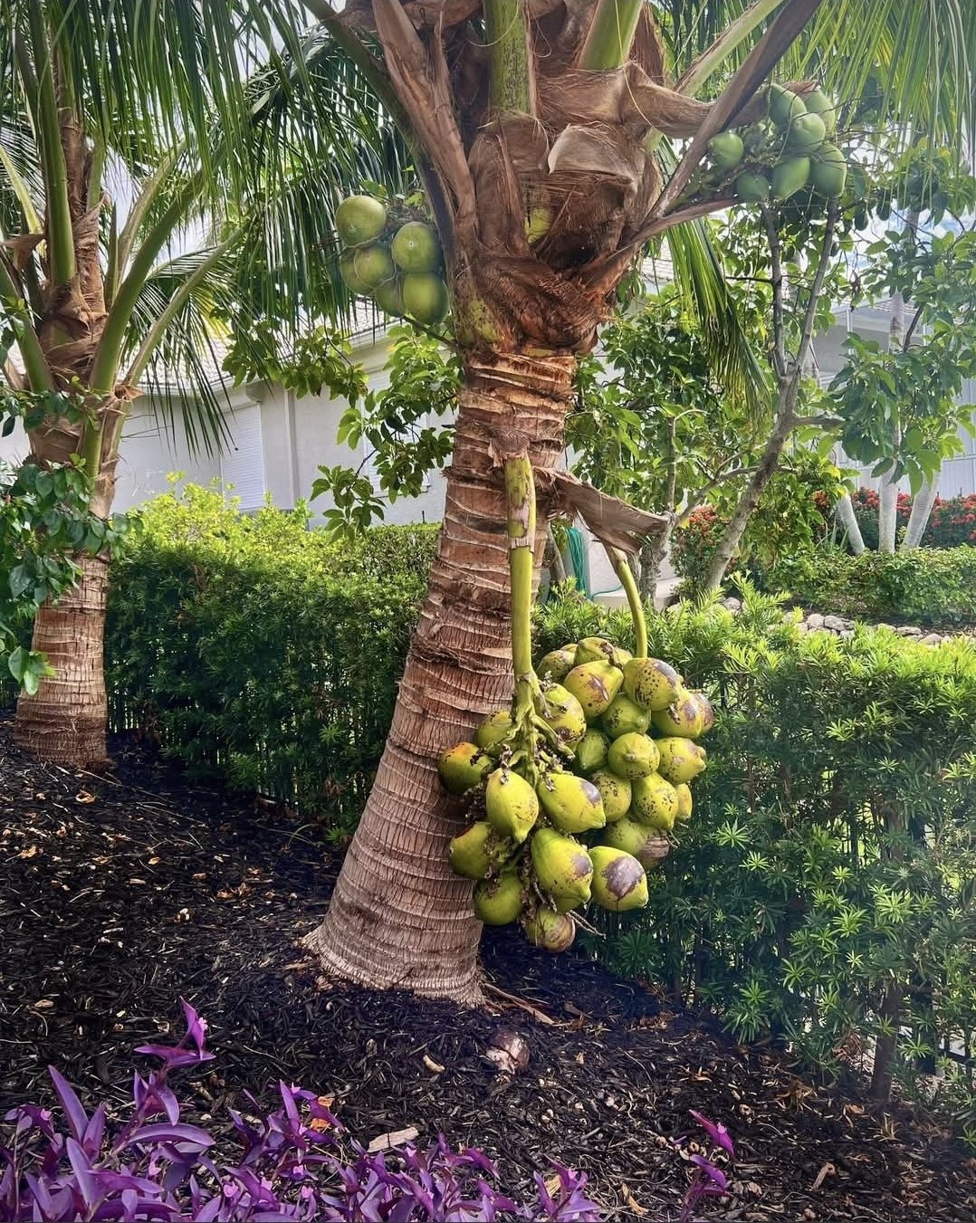 Dwarf Malayan Coconut 6L