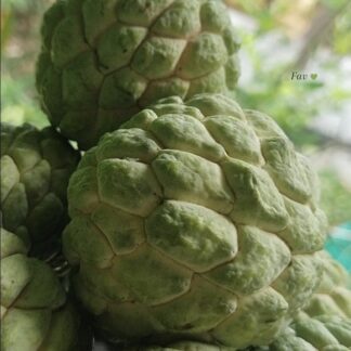 Green Custard Apple Tree – 4,5L Green Custard Apple Tree – 4,5L