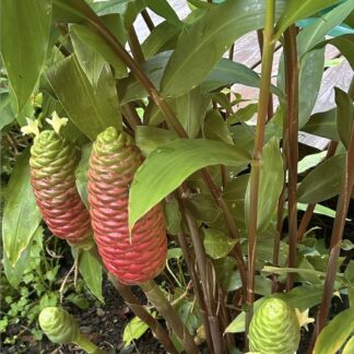 Shampoo Ginger – 4,5L Shampoo Ginger – 4,5L