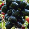 1000372241.jpg Java / Jamin Plum Tree 4,5L