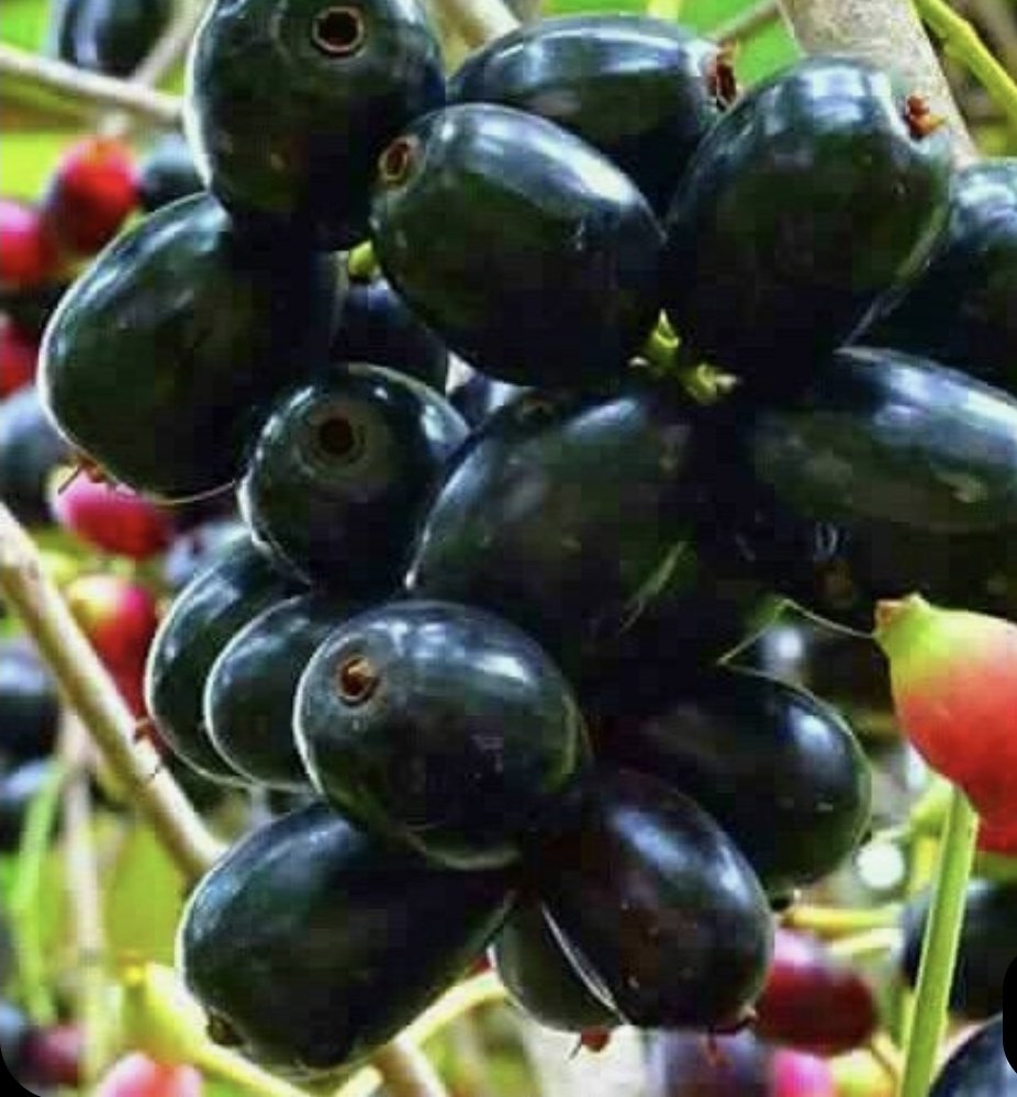 Java / Jamin Plum Tree 4,5L - Image 3