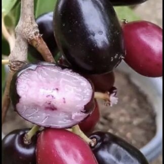 Java / Jamin Plum Tree 4,5L Java / Jamin Plum Tree 4,5L