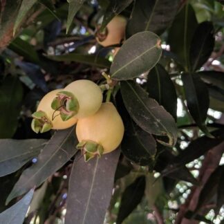 Rose Apple Tree -4,5L Rose Apple Tree -4,5L