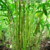 Cardamom Plant - 4L