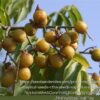 1000372319.jpg Soap Berry - 4,5L Sapindus saponaria