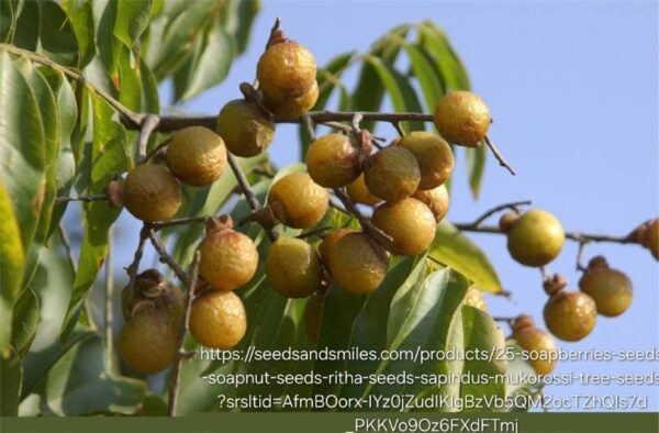 1000372319.jpg Soap Berry - 4,5L Sapindus saponaria