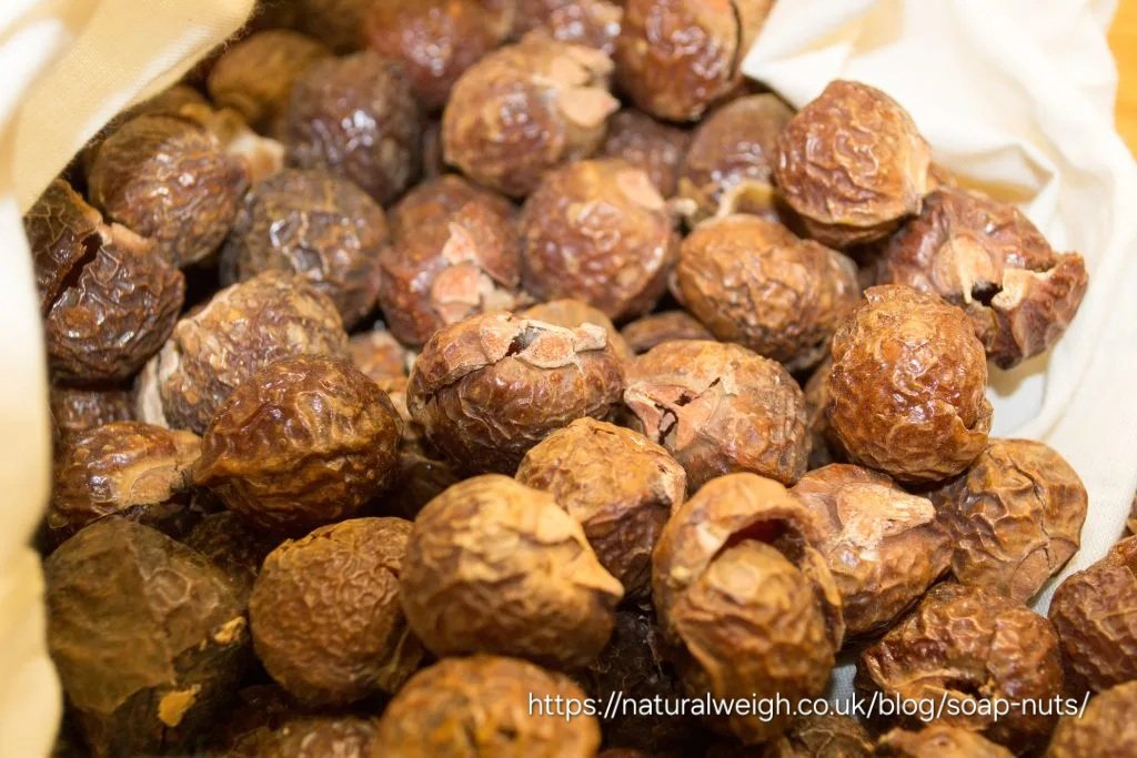 Soap Berry - 4,5L Sapindus saponaria - Image 2