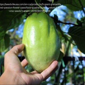 Giant Granadilla 4,5L – Passiflora quadrangularis Giant Granadilla 4,5L – Passiflora quadrangularis