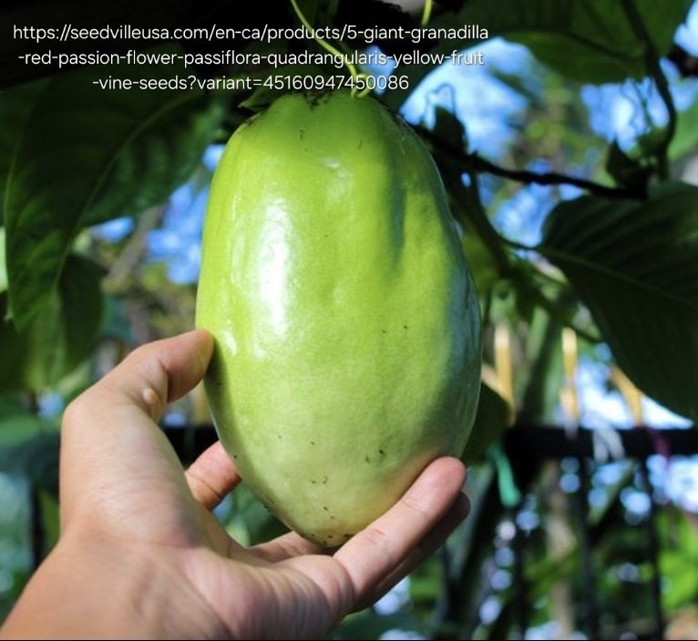 Giant Granadilla 4,5L - Passiflora quadrangularis
