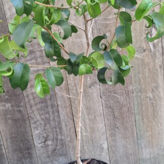 Ficus Benjamina ‘Pandora’ Curly Leaf Ficus 19cm Ficus Benjamina ‘Pandora’ Curly Leaf Ficus 19cm
