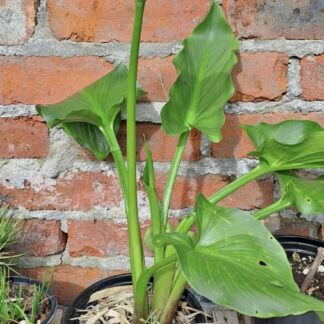 ZANTEDESCHIA AETHIOPICA Arum Lily – White 3L