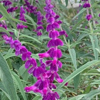 SALVIA LEUCANTHA Mexican Bush Sage – Dark Purple 3L