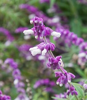 SALVIA LEUCANTHA Mexican Bush Sage – Purple & White 3L