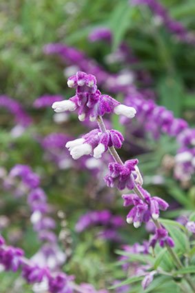 SALVIA LEUCANTHA Mexican Bush Sage - Purple & White 3L