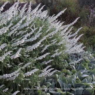 SALVIA LEUCANTHA Mexican Bush Sage - White 3L