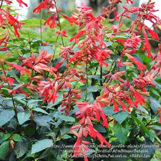 SALVIA X HYBRIDA  – Salmia Orange 17cm