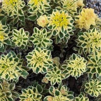 SEDUM HYBRIDA  – Atlantis 15cm