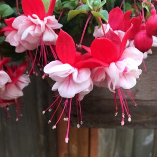 FUCHSIA Trailing Fuchsia – Swingtime 15cm