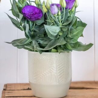 LISIANTHUS GRANDIFLORUM Texas Bluebell – Julietta Blue 12cm