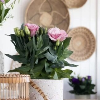 LISIANTHUS GRANDIFLORUM Texas Bluebell – Julietta Pink 12cm