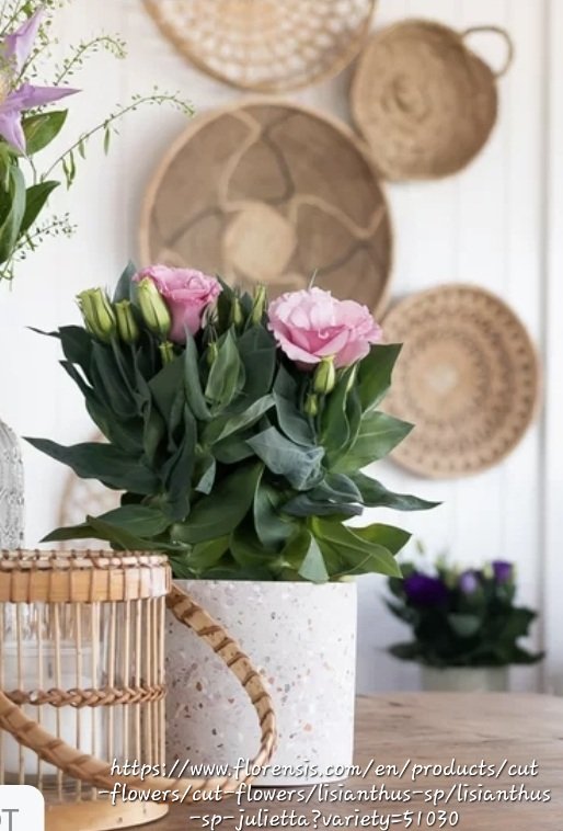 LISIANTHUS GRANDIFLORUM Texas Bluebell - Julietta Pink 12cm