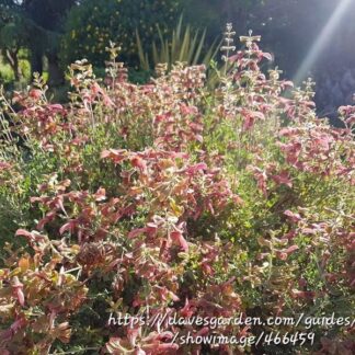 SALVIA LANCEOLATA Rusty Sage – Rusty Red 3L