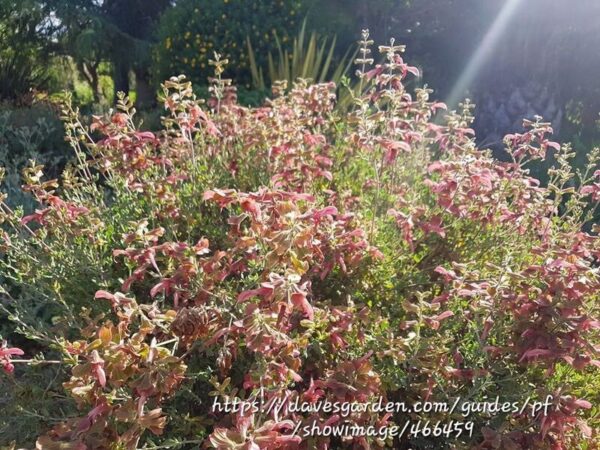 1000378270.jpg SALVIA LANCEOLATA Rusty Sage - Rusty Red 3L