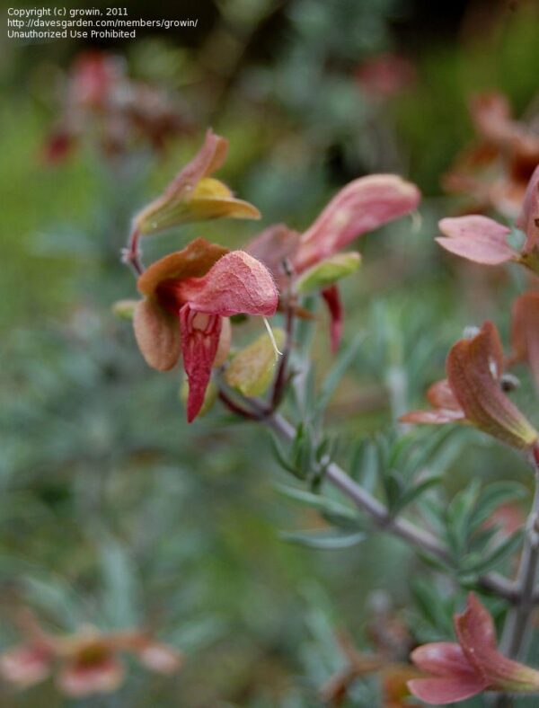 1000378271.jpg SALVIA LANCEOLATA Rusty Sage - Rusty Red 3L