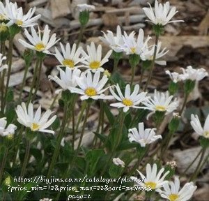 FELICIA AMELLOIDES White Daisy Bush 2.5L