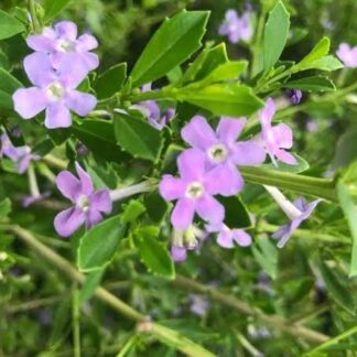 FREYLINIA TROPICA Honeybell Bush - Mauve 3L