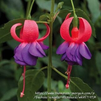 FUCHSIA Bush Fuchsia – Angela 15cm