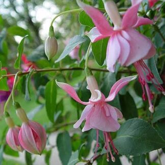 FUCHSIA Trailing Fuchsia – Claudia 15cm