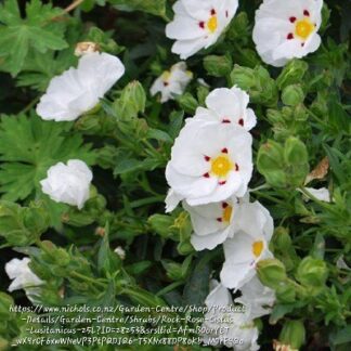 CISTUS X PURPUREUS Rockrose - White 2.5L