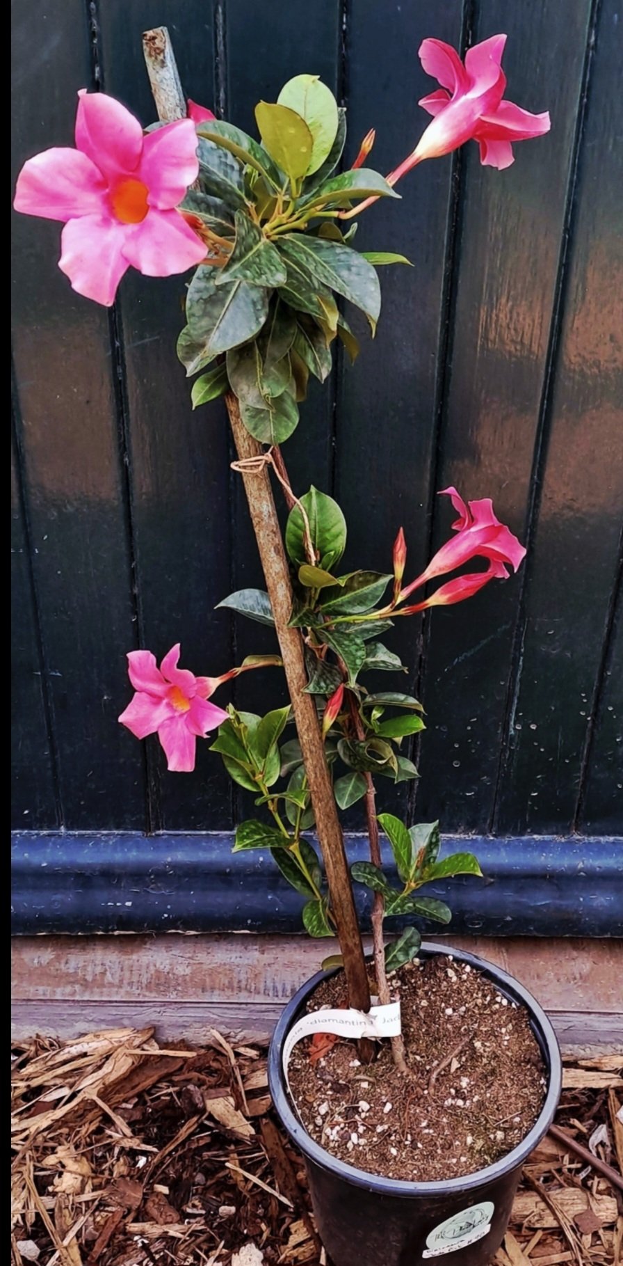 DIPLADENIA - Hot Pink 17cm - Image 2