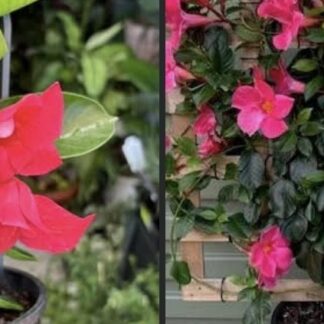 DIPLADENIA - Hot Pink 17cm