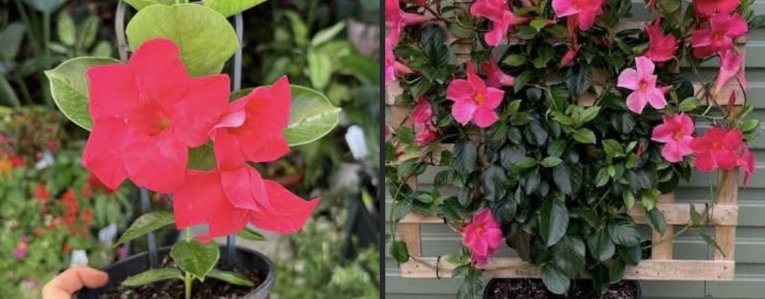 DIPLADENIA - Hot Pink 17cm