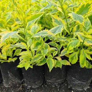 DURANTA REPENS - Goldmine 4,5L