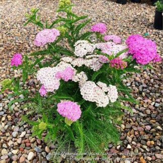 ACHILLEA MILLEFOLIUM Yarrow - Appleblossom 15cm